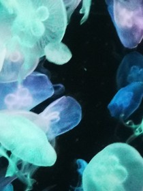 七星之迷