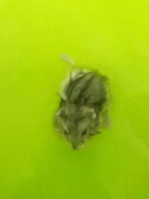 保护动物