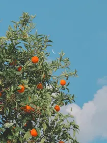 那年，我抓住了夏天