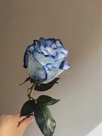 记得那次你送我的玫瑰