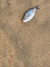 二狗的乡村爱情