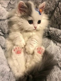 成为他的猫