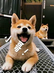盗笔：白山之下