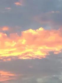 玫瑰绅士