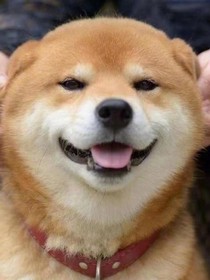 亲姐弟的恋爱故事