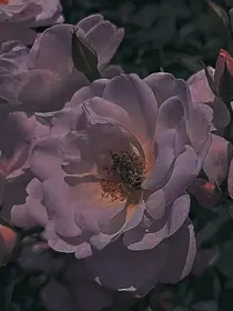 暖阁，花又开了