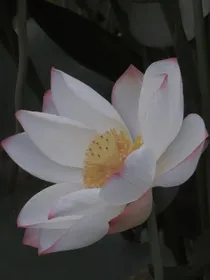 综影视余笙悠扬