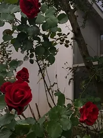 我愿意向我的玫瑰低头