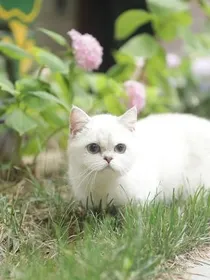 自编笑猫日记一灰色的猫