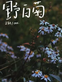野白菊