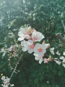 姜先生的宁姑娘