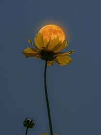 衣下花