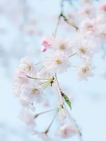 花非花雾非雾之云花