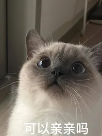 德云六队编外猫员是兽人！