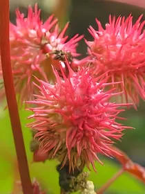 毒药入情