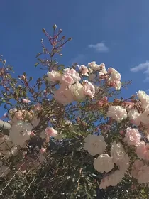 年年复此生