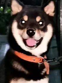 柴六斤：重生之标妹是我的