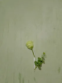 时代峰峻：扑了蛾子的幸福生活