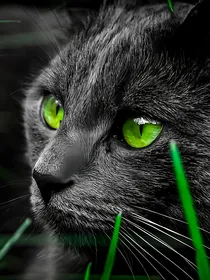 猫武士之狼嚎毛的展望