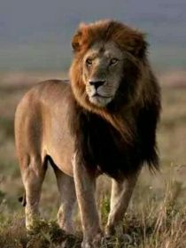 红飘带狮王续真正的狮王