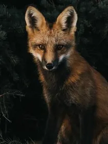 狐狸先生
