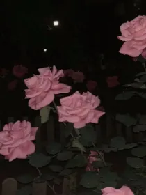 萌学园：阿芙