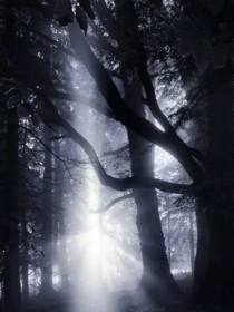 人与神：黑暗森林