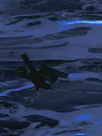 午夜黎明