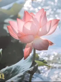 全明星：爱你也爱他