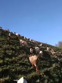 乡野牧歌