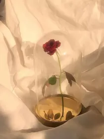 二十二次玫瑰