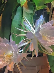 HP：昙花一现