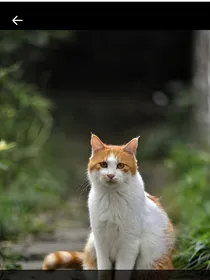 穿越到猫武士战斗