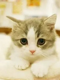 猫武士——当你的伴侣