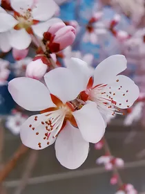 山茶落满池