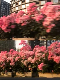 待到花好月圆时