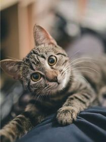 猫武士——狼焰的奇旅