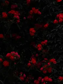 TNT：玫瑰枷锁