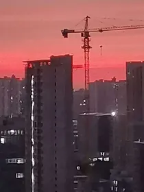 鱼鸟