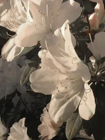 我与恶魔的h生活