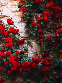 血色玫瑰的爱恋