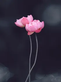 蔡徐坤：奇怪的节目