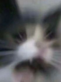 猫武士x凹凸世界
