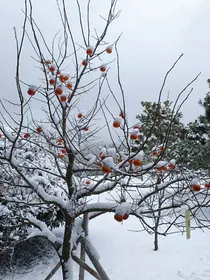 日记（日常的小故事）
