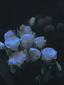 玫瑰与谎