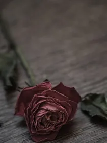 毁悔