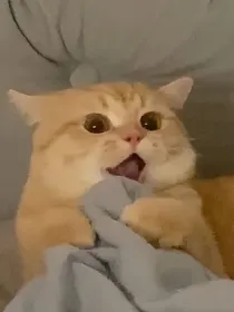 猫妖大人萌萌哒