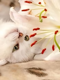 猫武士之故乡的百合花又开了