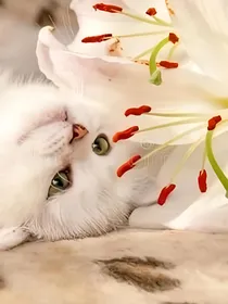 猫武士之故乡的百合花又开了
