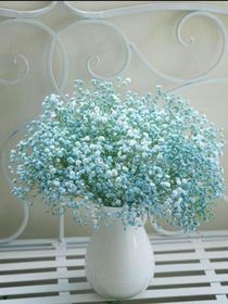 花朵的花语